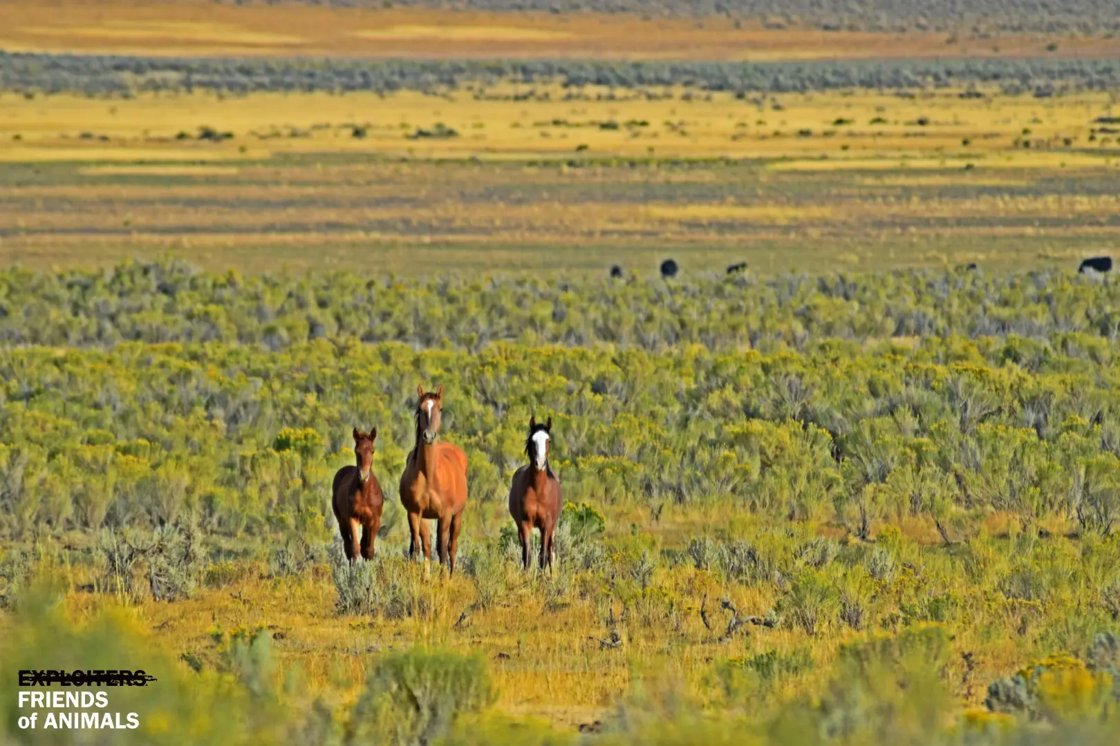 wildhorse2