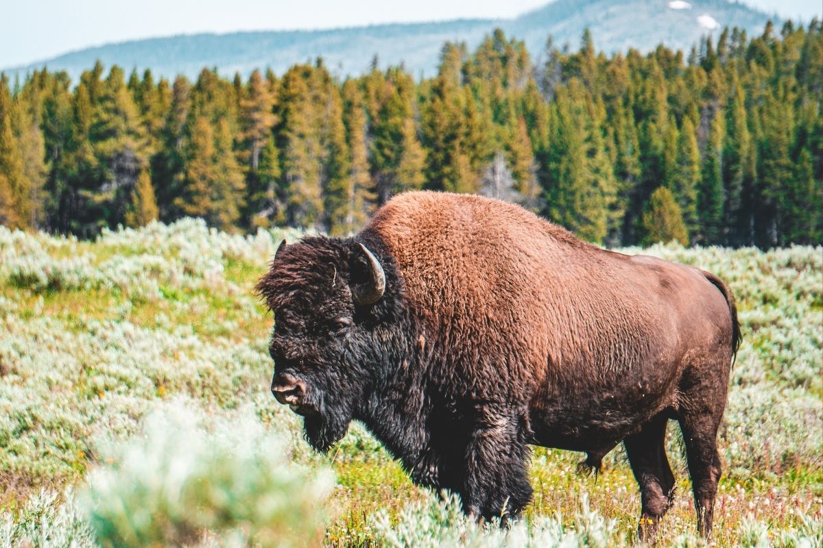 Friends of Animals | Take action for America's bison - Friends of Animals