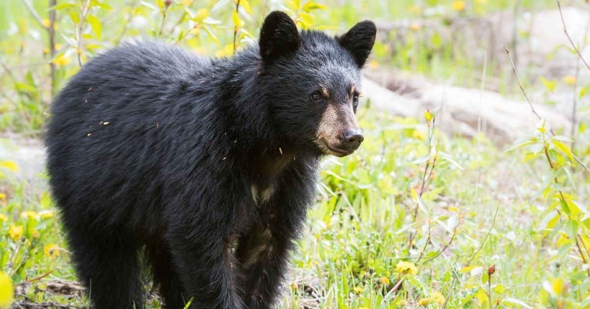Friends of Animals  Living happily ever afterwith black bears - Friends  of Animals