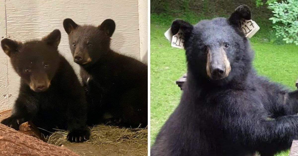 Friends of Animals | Giving Us Hope: Orphaned CT bear cubs getting ...