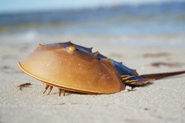 Friends Of Animals | CT Needs To Do More To Protect Horseshoe Crabs ...