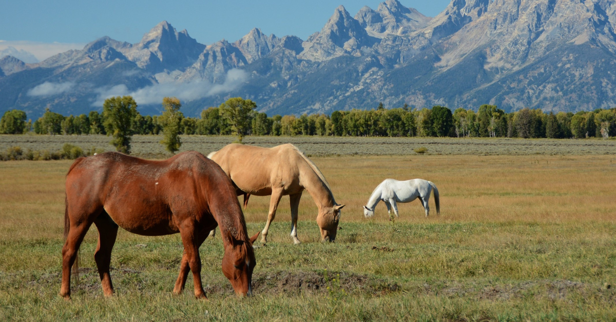 Friends of Animals | BLM director ignores science, sells out native ...