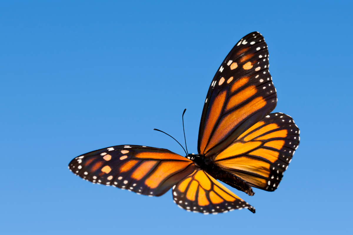 Migratory monarch butterfly now Endangered - IUCN Red List - Press