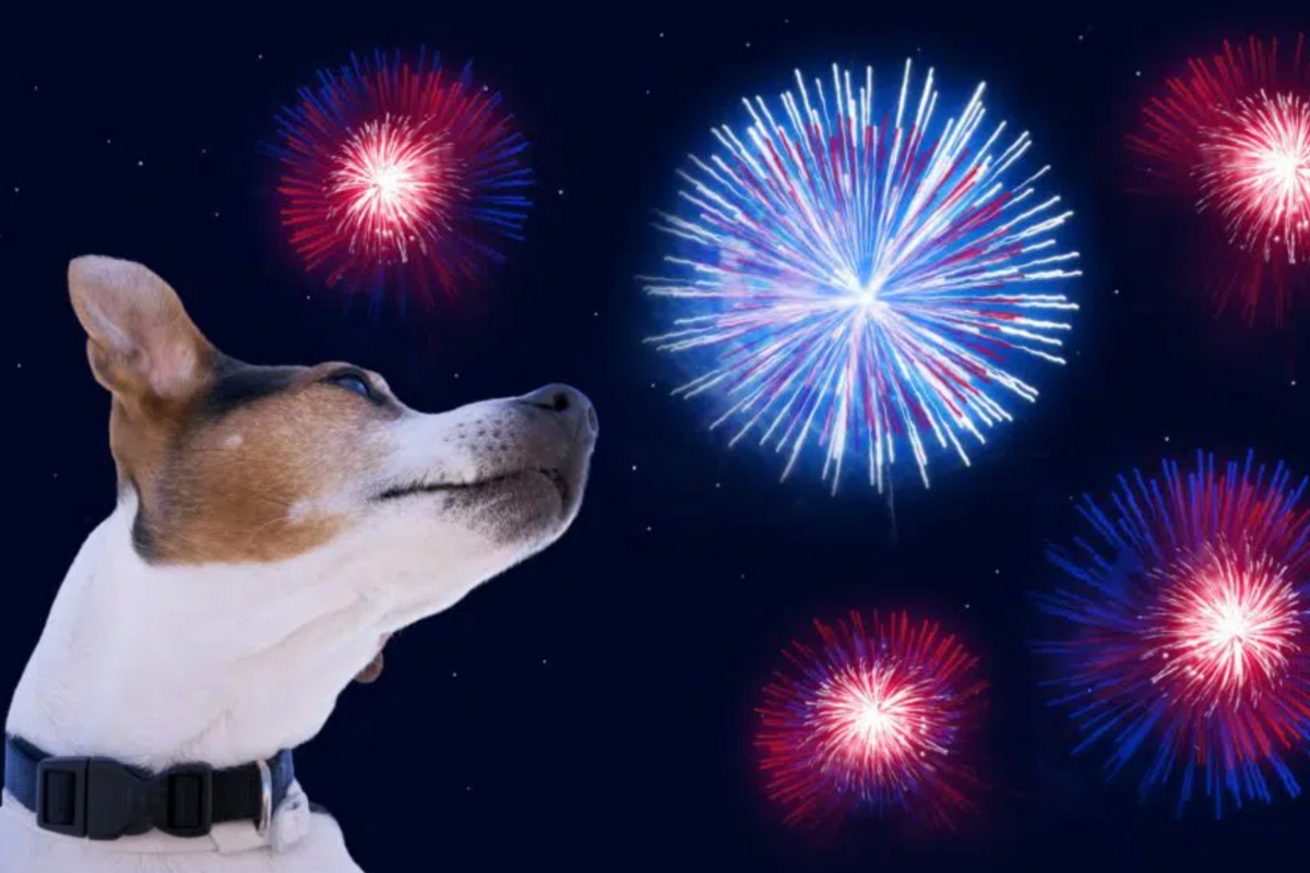 Friends of Animals | Have a Pet-Friendly 4th of July - Friends of Animals
