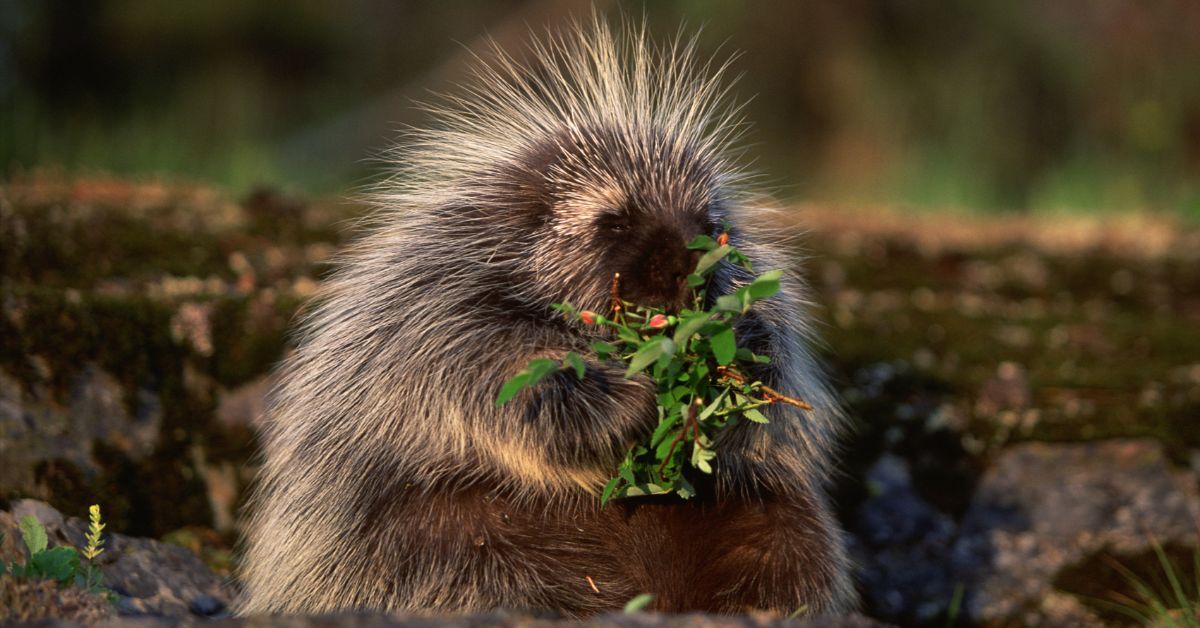 porcupine diet