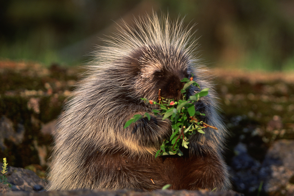 Friends of Animals | The power of porcupines - Friends of Animals