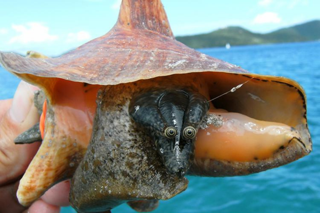 Friends of Animals | Imperiled queen conch gets full ESA consideration
