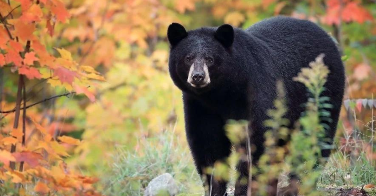 Autumn Black good Bear