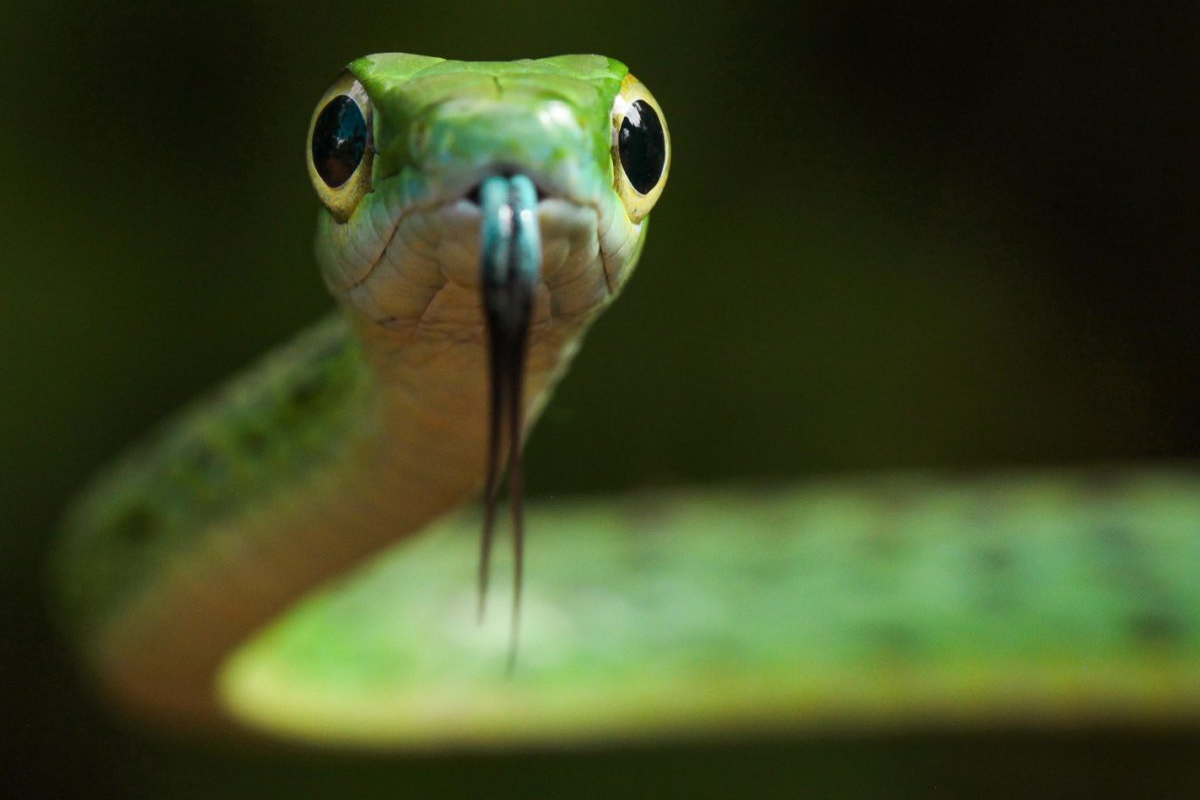 Washington's 12 Species of Snakes. See The One That Can Kill You!