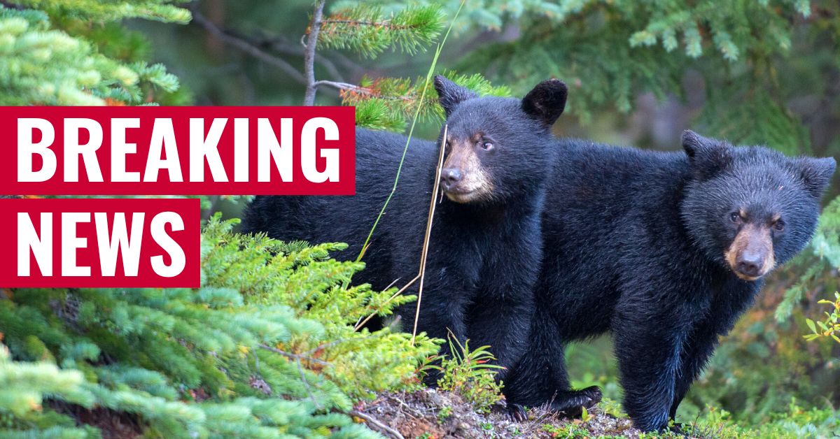 New Jersey black bear hunt challenged by animal protection groups