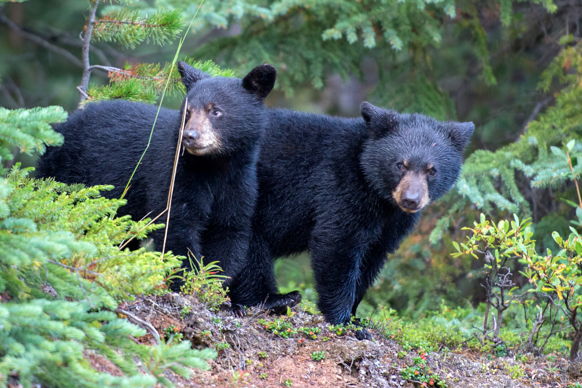 Friends of Animals | Breaking: Animal protection groups fight for New  Jersey black bears, taking legal action to stop trophy hunt - Friends of  Animals