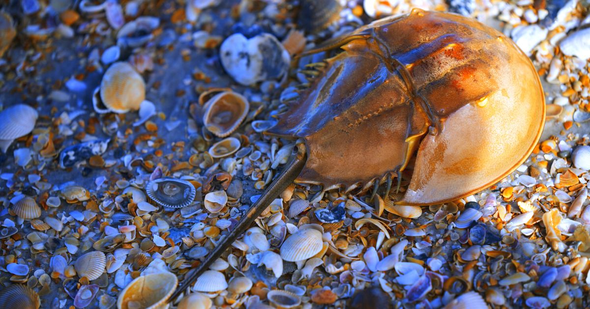 Friends of Animals Atlantic horseshoe crabs need all the help they