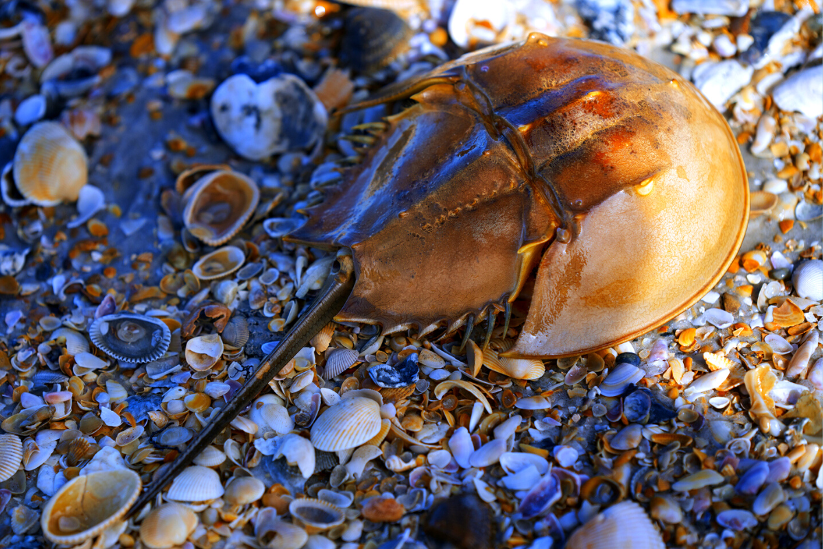 New artificial bait could reduce number of horseshoe crabs used to