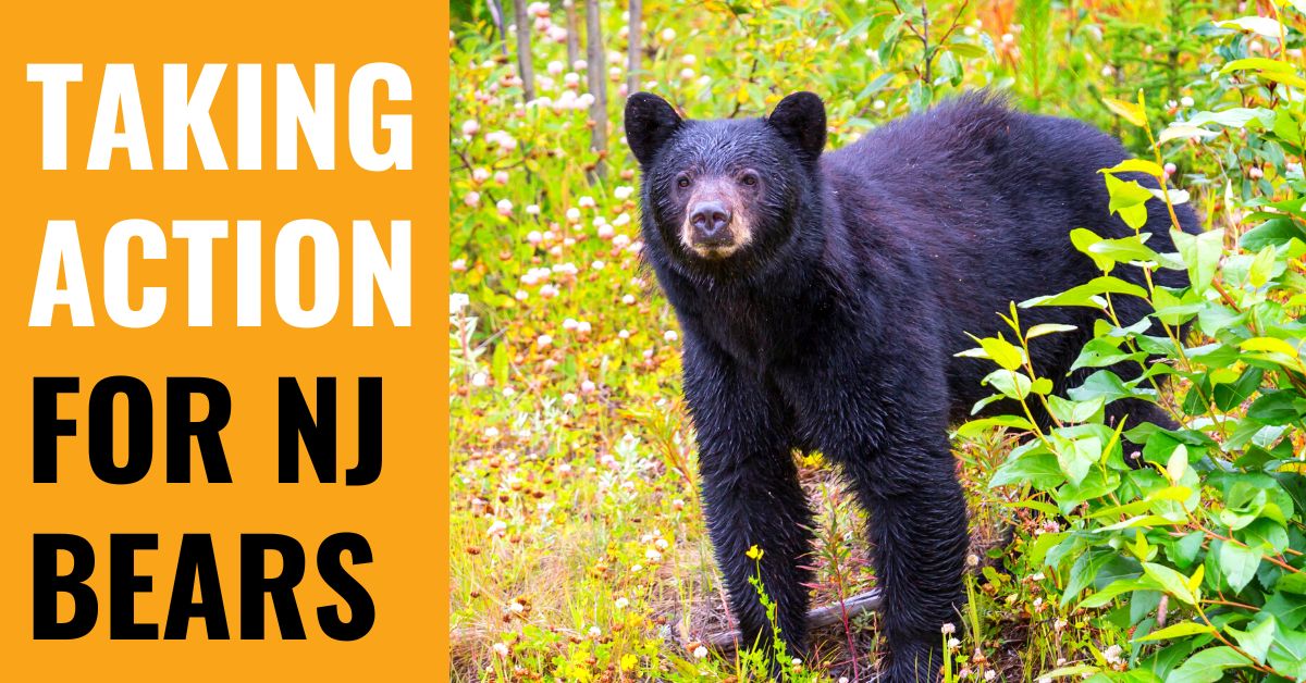 New Jersey: Bears Need Protection - Animal Legal Defense Fund