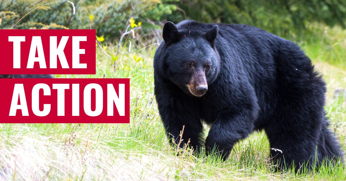 New Jersey: Bears Need Protection - Animal Legal Defense Fund