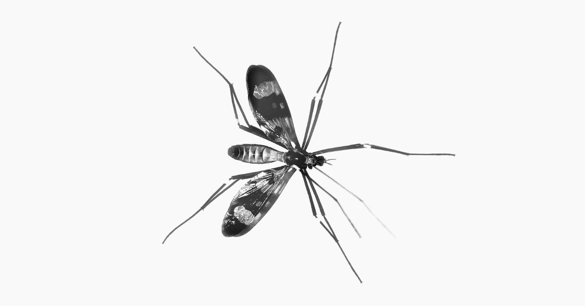 How to Control Mosquitoes Without Killing Pollinators and Other