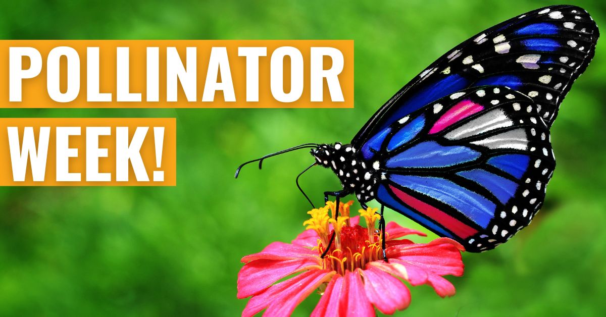 Friends of Animals | Who are the pollinators? - Friends of Animals