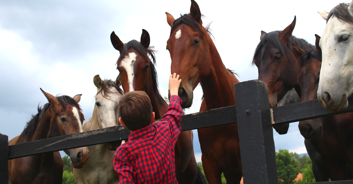 Friends of Animals Urgent! Help us amend the federal SAFE Act to