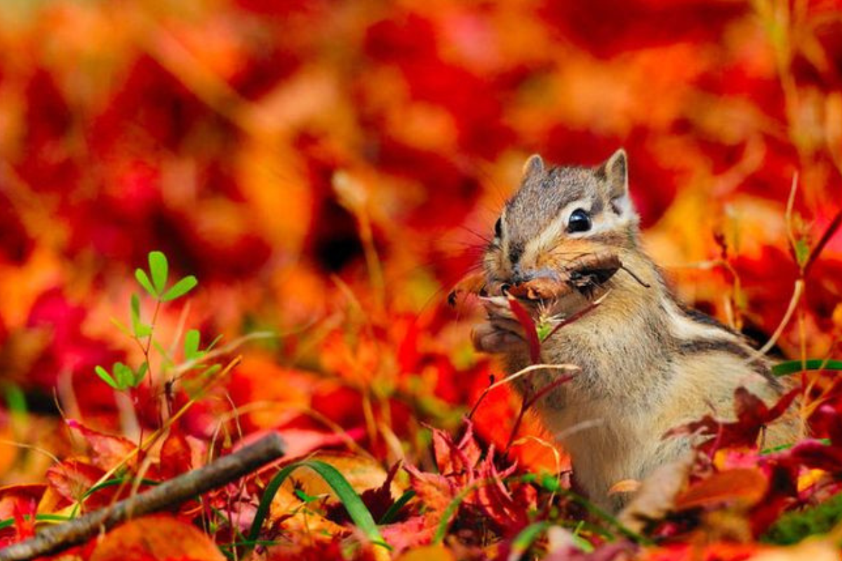Осенний зверь. Осенние животные. Осень животные. Осенние звери. Осенний пейзаж с животными.