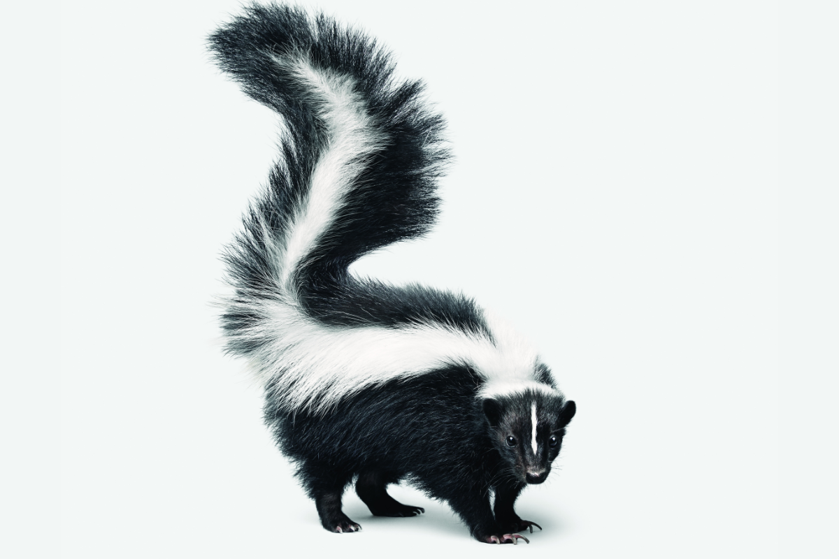 Friends of Animals  Don't raise a stink about skunks - Friends of Animals