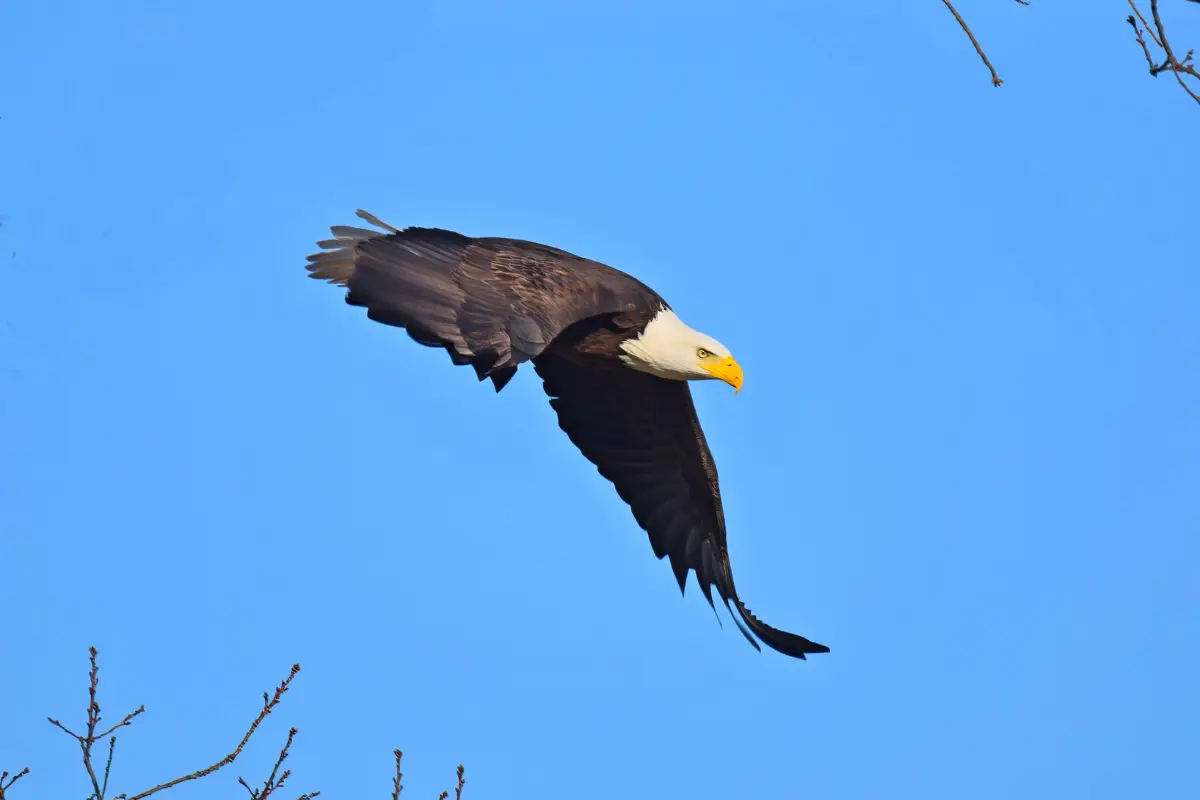 eagle