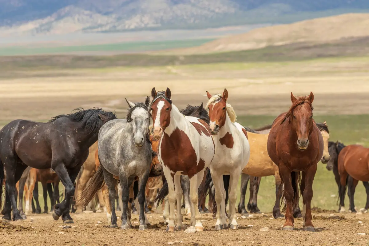 wild horses