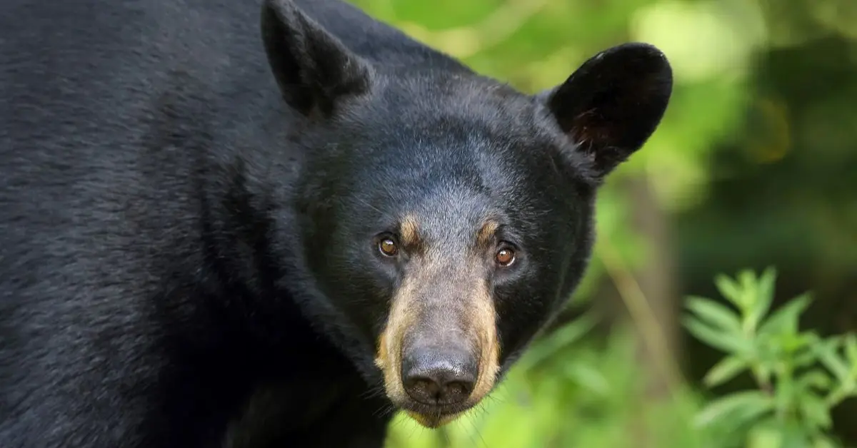 black bear