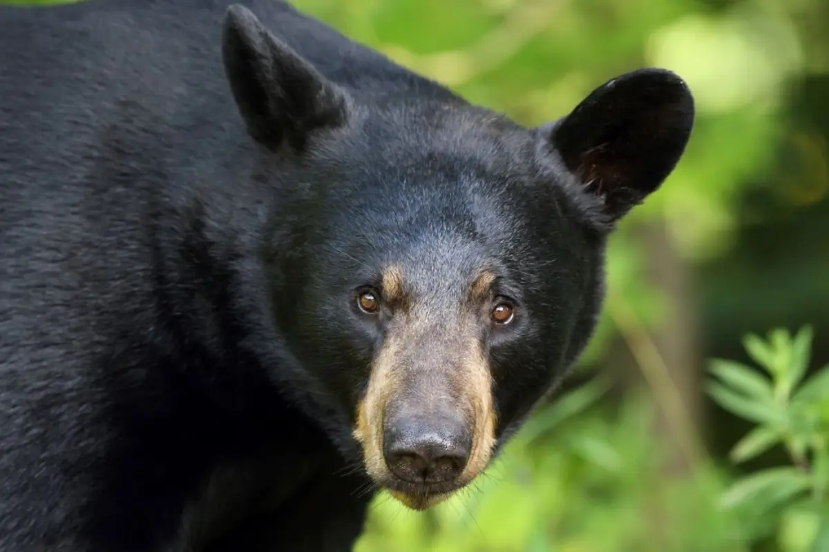 black bear
