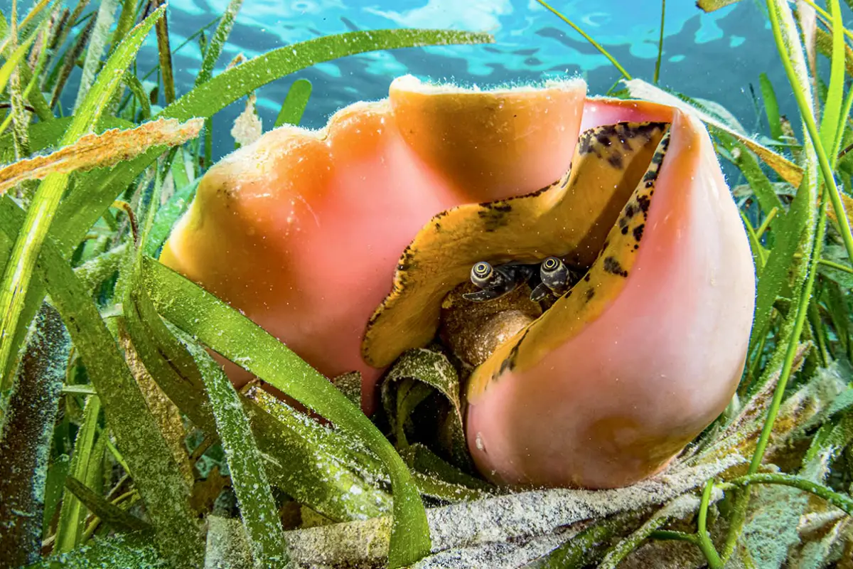 Queen conch