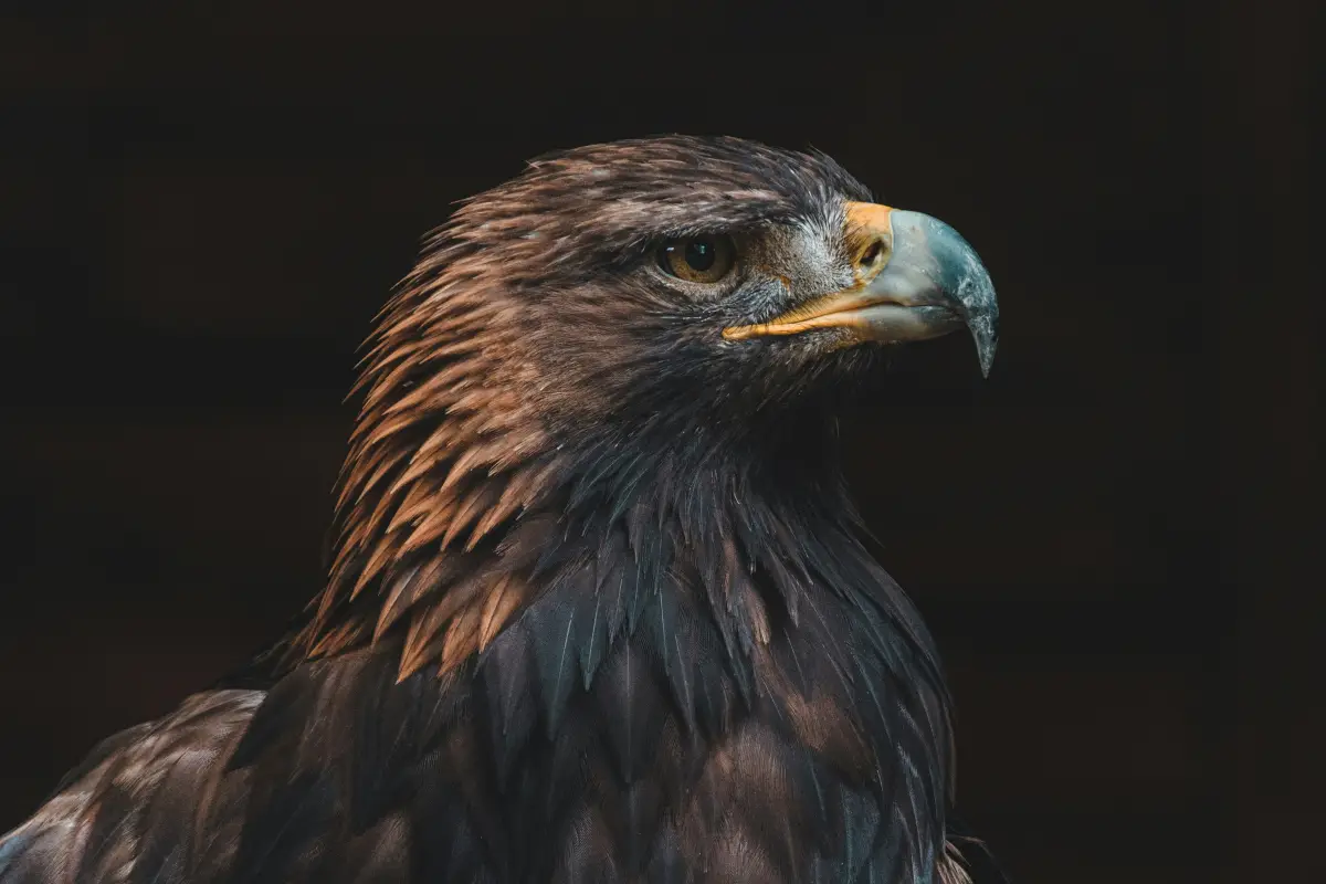 Hawk