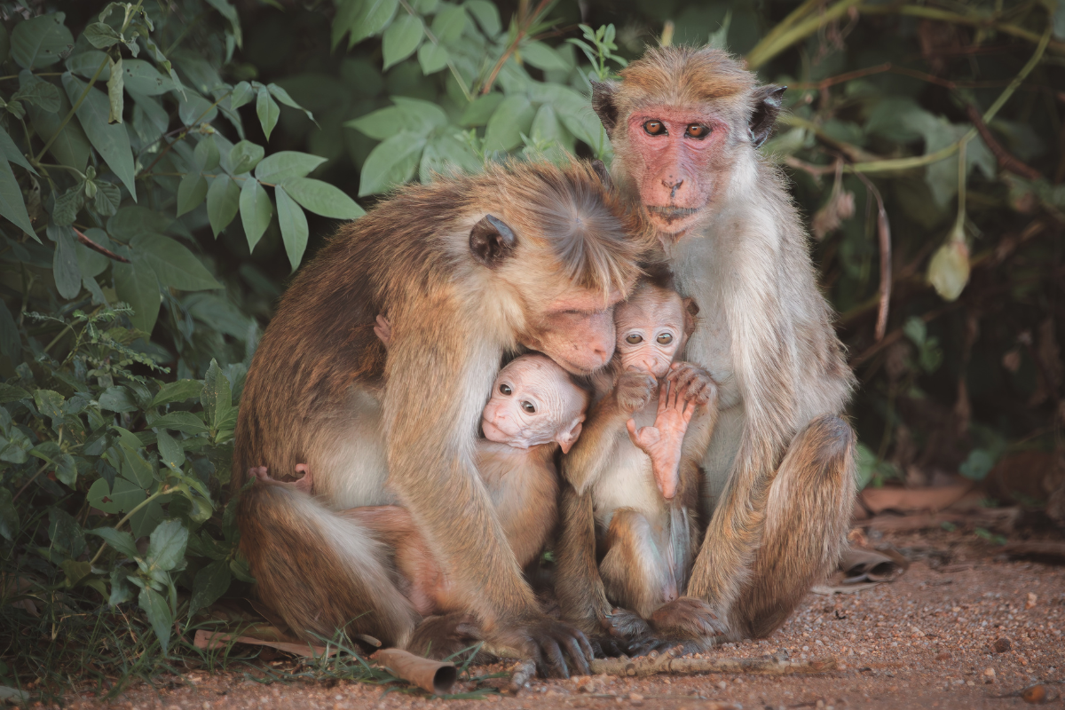 Macaque monkey family