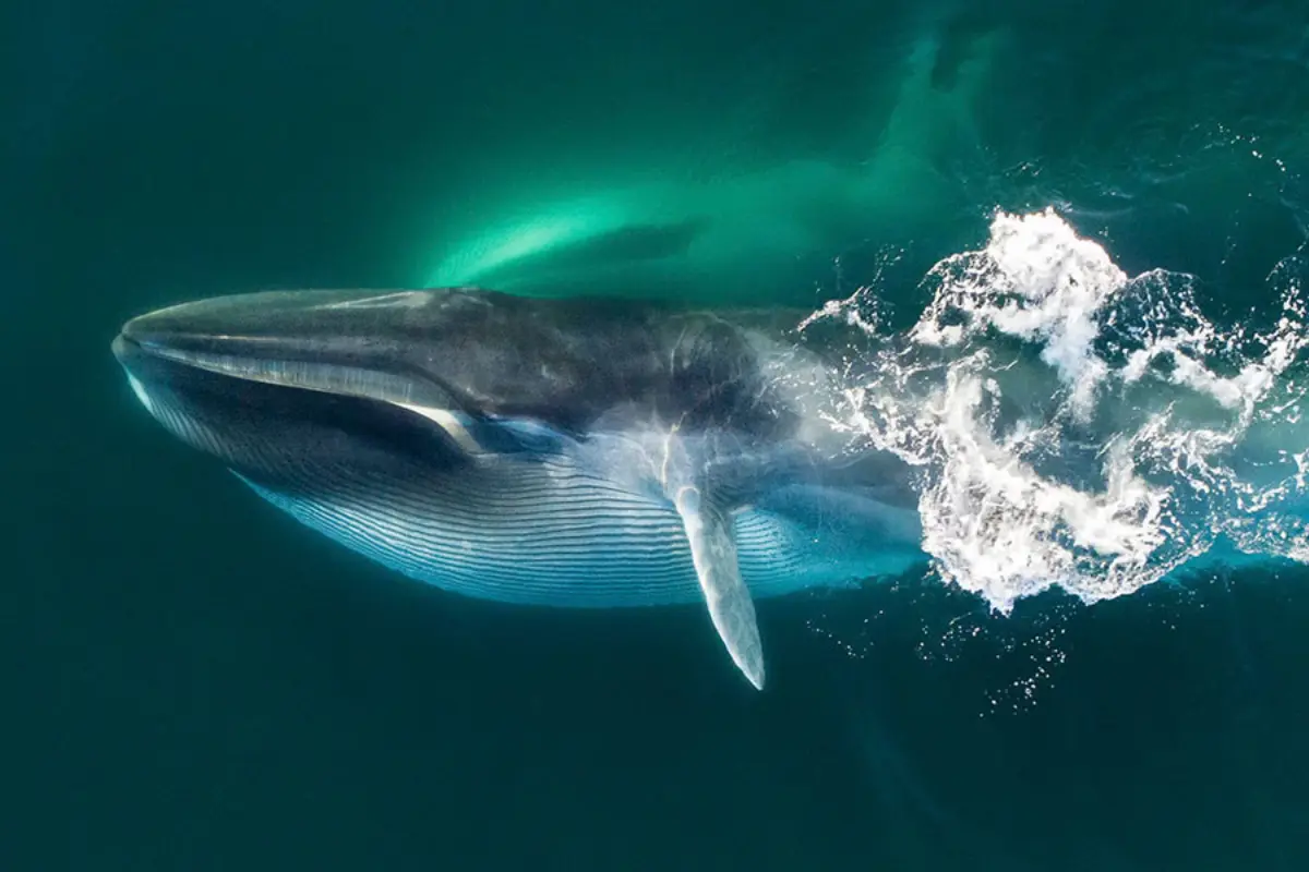 whale