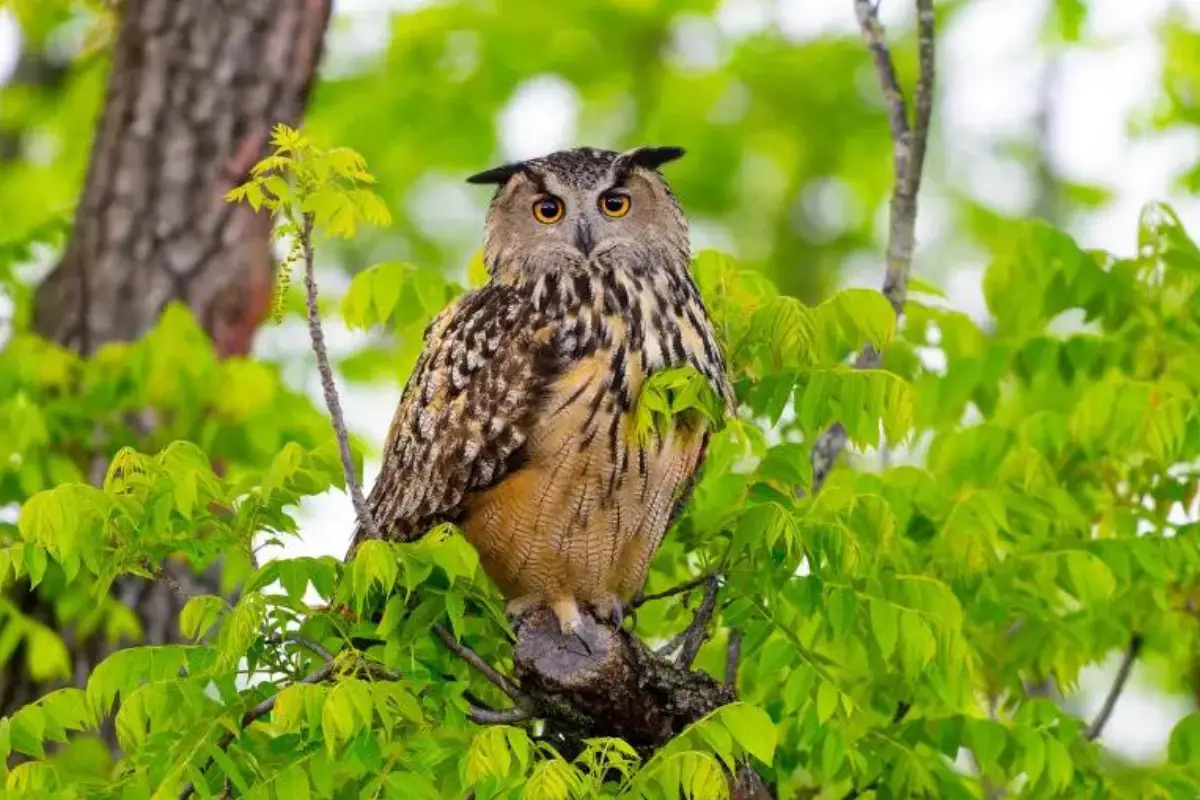 Owl Killed by rodenticides