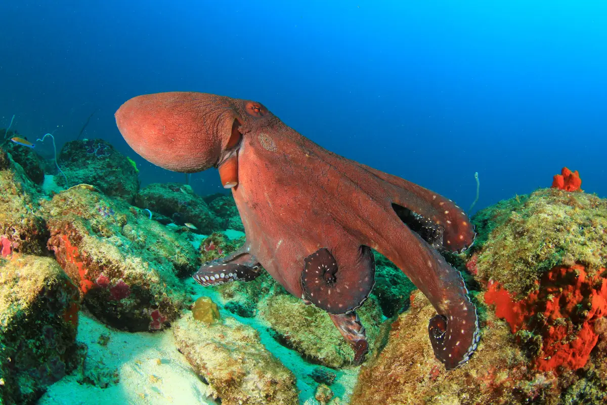 octopus