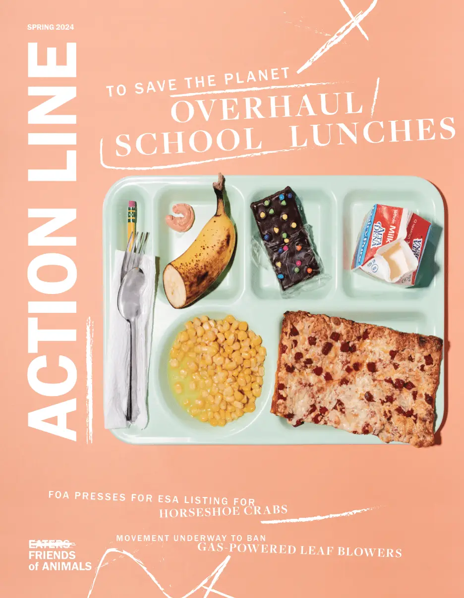 school lunch