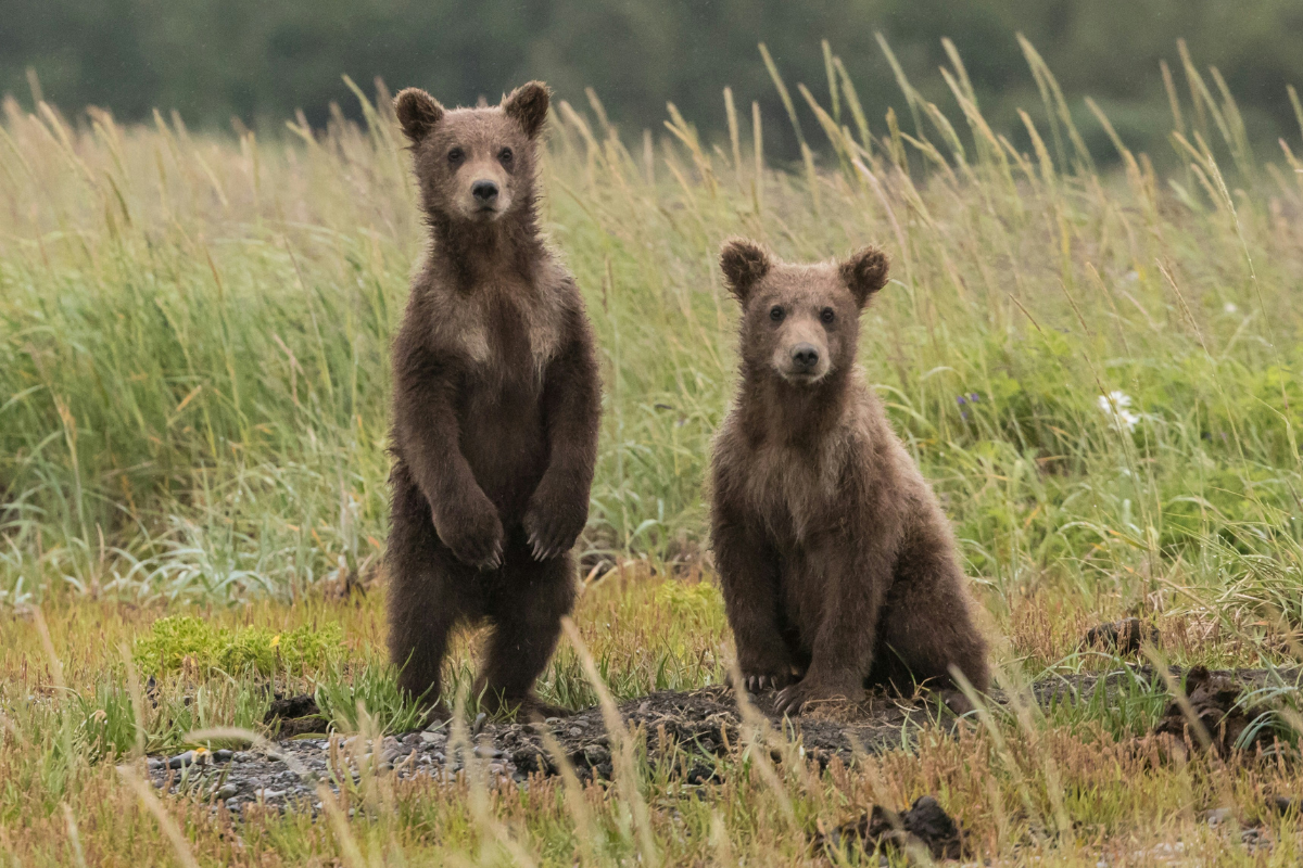 baby bears hunting industry