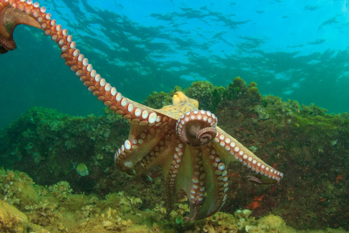 octopus