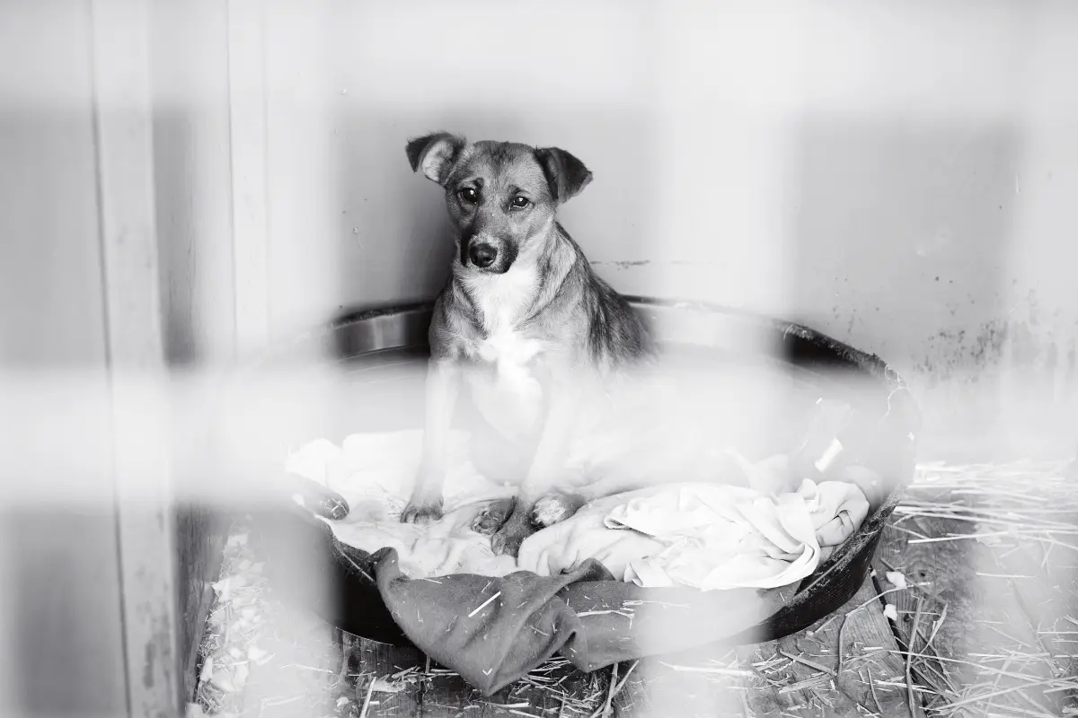 Pet Shelters