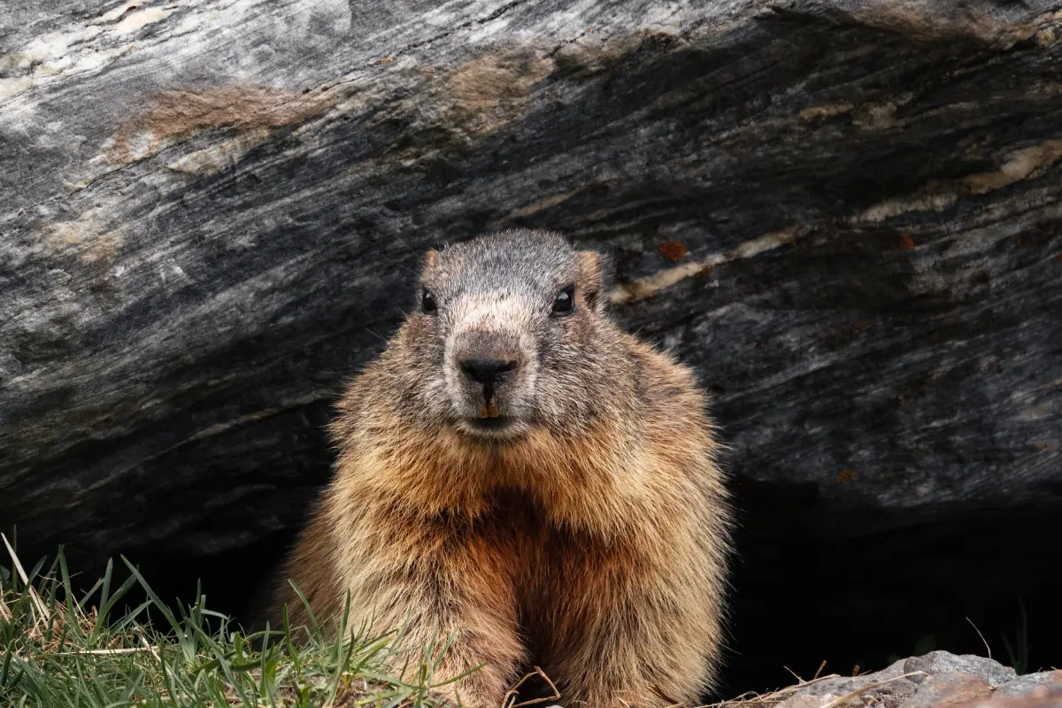 Woodchuck