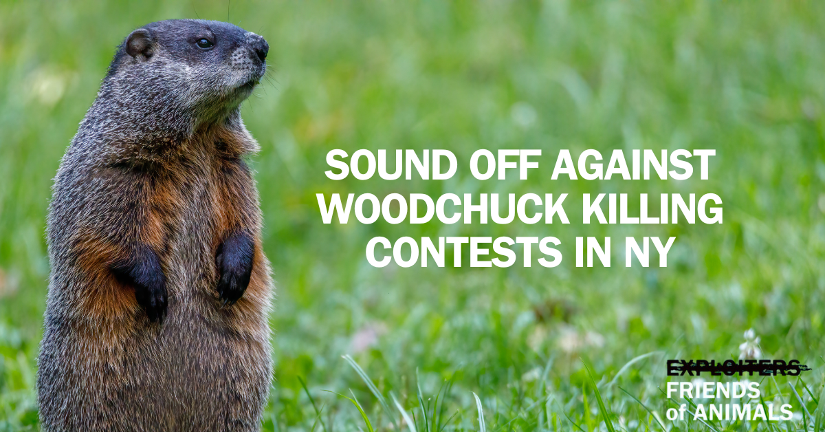 Friends of Animals Sound Off Object to Morris VFW Post 1417’s