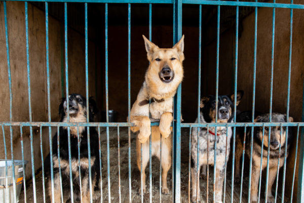 Friends of Animals | The pet abandonment epidemic - Friends of Animals