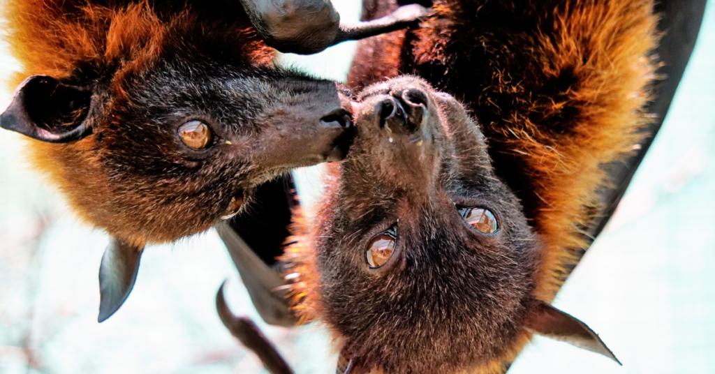 Friends of Animals | Bat Week reminds the public to be better to bats ...