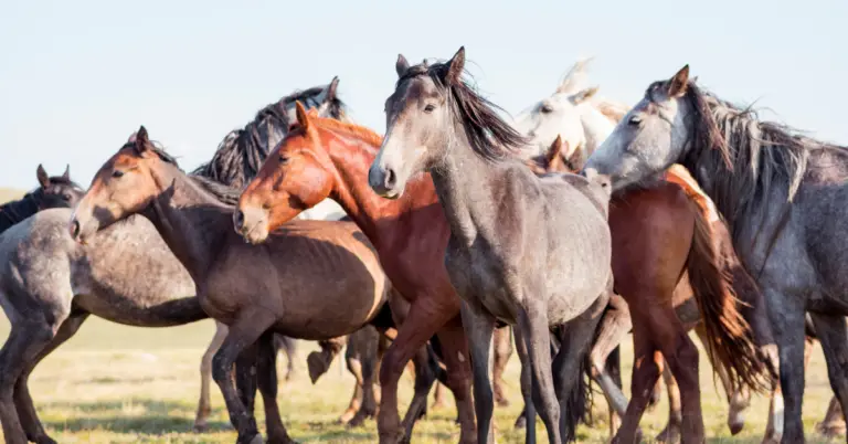Wild Horse Victories