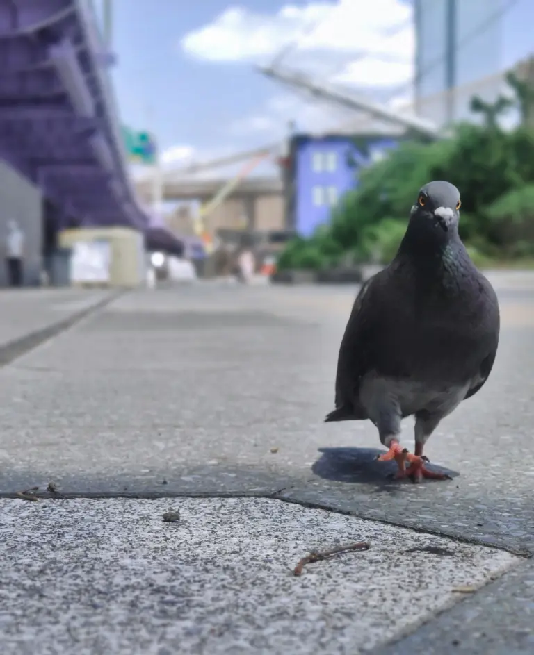 NYC still plagued by pigeon poaching