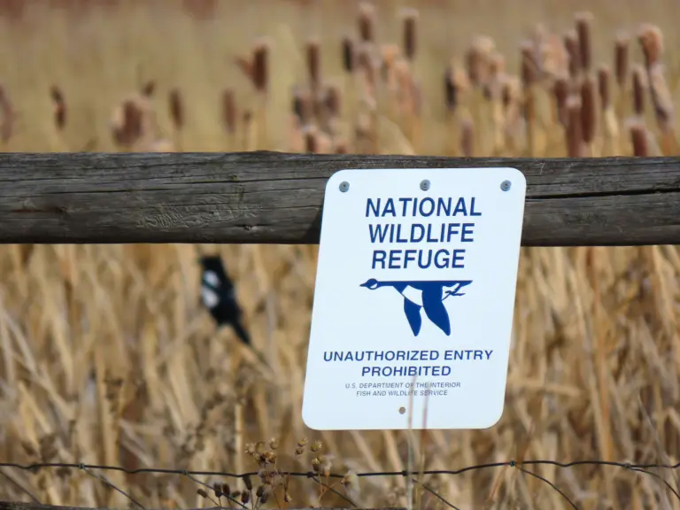 Trump’s latest assault on wildlife would open 95% of refuges to hunting