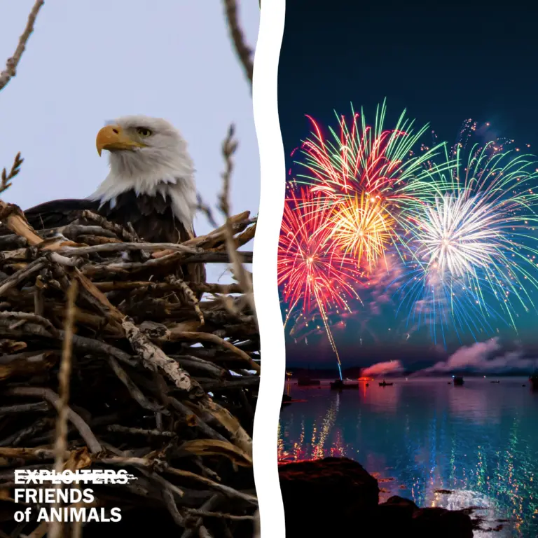 Not everyone celebrates fireworks