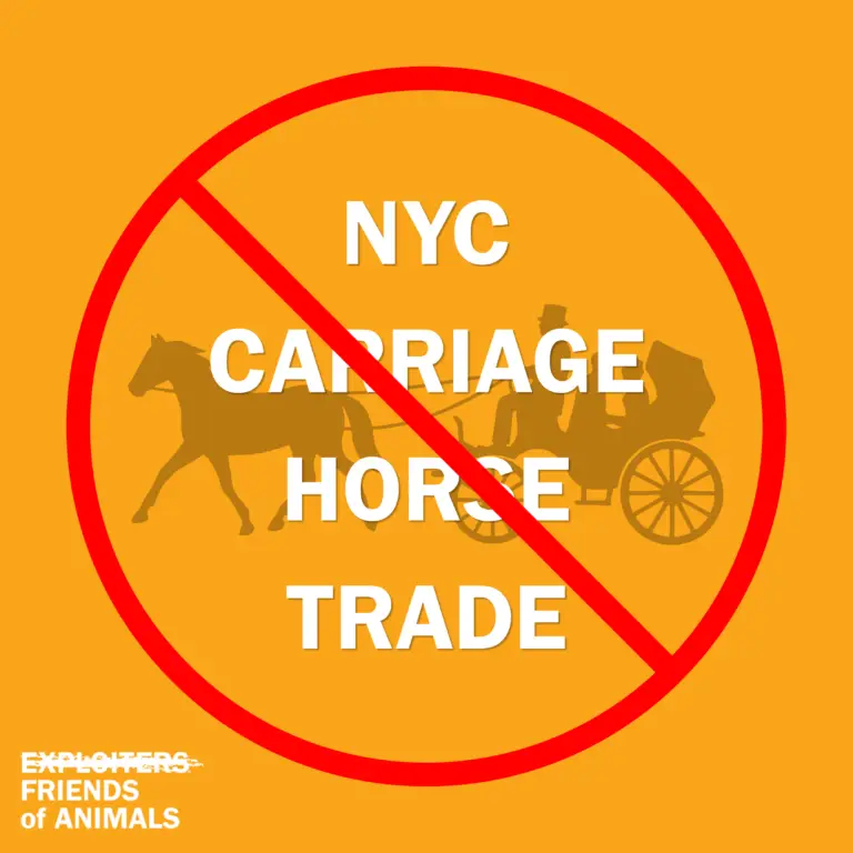 NYC carriage trade claims two lives in a week. City Council can stop it.