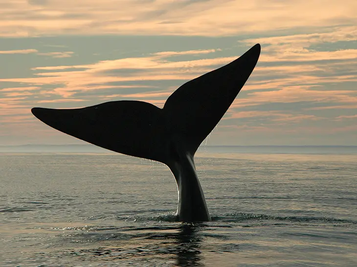 Tell Congress to protect right whales, not the lobster industry that entangles them