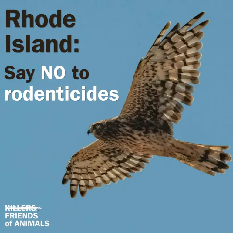 Urgent: Rhode Islanders, tell Gov. McKee to sign rodenticide ban into law