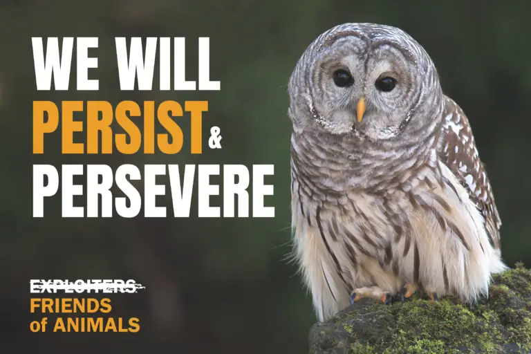 FoA in court today to stop barred owl massacre